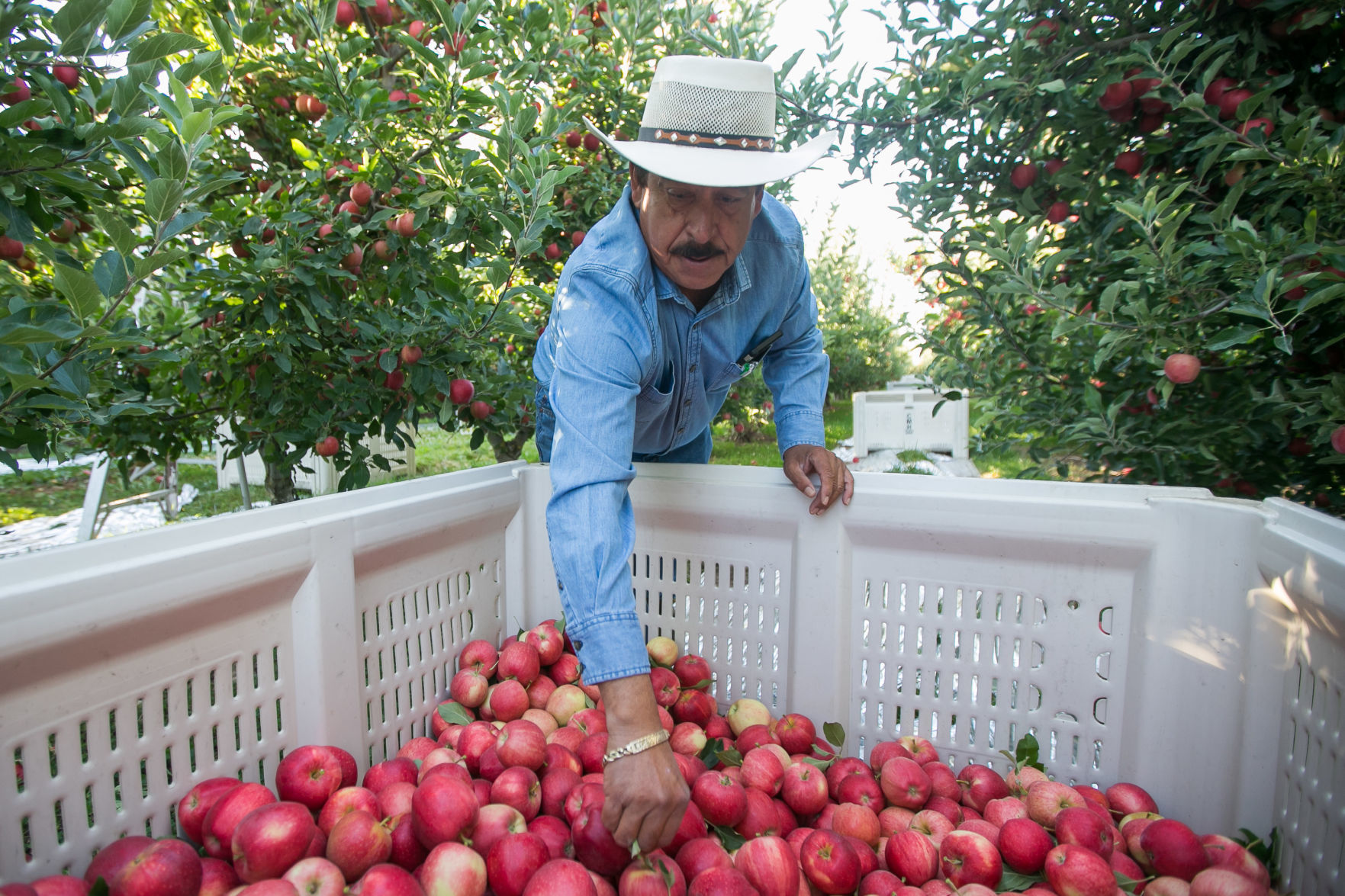 190905-es-news-farmworkershortageapples-1.jpg